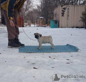 Photo №2 to announcement № 8341 for the sale of pug - buy in Kyrgyzstan breeder