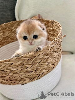 Photo №2 to announcement № 137226 for the sale of scottish fold - buy in Germany breeder
