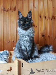 Photo №2 to announcement № 139950 for the sale of maine coon - buy in Russian Federation from nursery