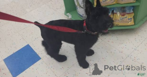Photo №1. giant schnauzer - for sale in the city of Kiev | negotiated | Announcement № 173096