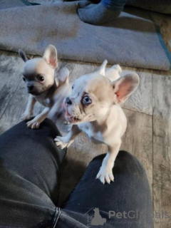 Photo №1. french bulldog - for sale in the city of Irving | 740$ | Announcement № 96591