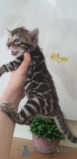 Photo №1. bengal cat - for sale in the city of Berlin | 402$ | Announcement № 64646