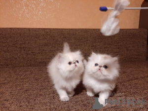 Photo №1. persian cat - for sale in the city of London | 416$ | Announcement № 25460