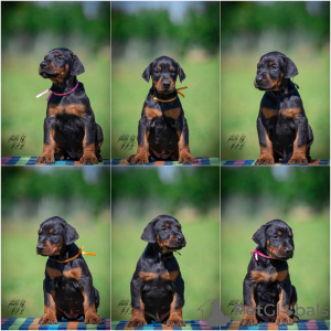 Photo №2 to announcement № 103618 for the sale of dobermann - buy in Serbia breeder