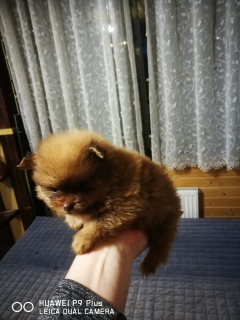 Photo №1. pomeranian - for sale in the city of Москва | 266$ | Announcement № 2108