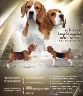 Photo №1. beagle - for sale in the city of Kursk | 593$ | Announcement № 8993