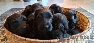 Photo №3. Black Russian Terrier puppies - FCI. Poland
