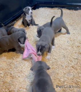Photo №1. cane corso - for sale in the city of Alkmar | negotiated | Announcement № 176150