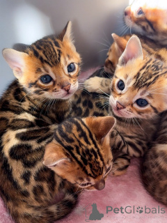 Photo №1. bengal cat - for sale in the city of Basel | negotiated | Announcement № 174847