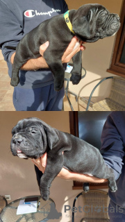 Additional photos: Cane Corso puppies for sale