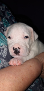Photo №3. Dogo Argentino puppies. Russian Federation