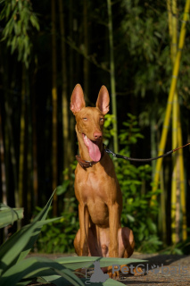 Photo №4. I will sell pharaoh hound in the city of Prague. private announcement - price - 845$