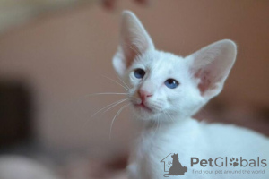 Photo №1. oriental shorthair - for sale in the city of Франкфурт-на-Майне | Is free | Announcement № 95236