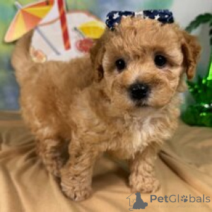 Photo №3. Meet Lady, a charming, curly-coated female Poodle puppy. Germany