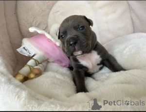 Photo №2 to announcement № 160826 for the sale of american pit bull terrier - buy in Germany 