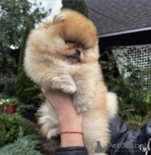 Photo №1. pomeranian - for sale in the city of Пршибрам | 2800$ | Announcement № 26116