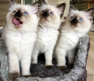 Additional photos: birman