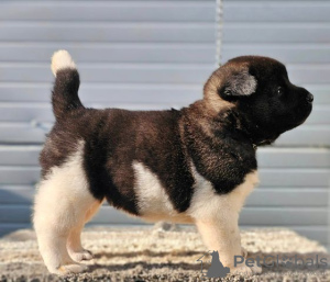 Additional photos: American Akita, puppies