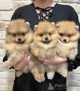 Photo №1. pomeranian - for sale in the city of Rezekne | 208$ | Announcement № 30281