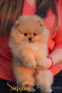 Photo №3. Pomeranian Boo, the ultimate Pomeranian puppies. Serbia