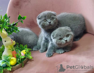 Photo №1. scottish fold - for sale in the city of Tampere | 264$ | Announcement № 124225