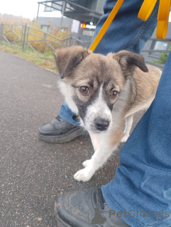 Photo №3. Little affectionate dog, 5 months. Russian Federation