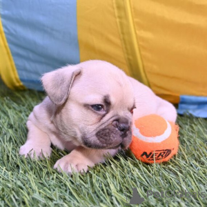 Photo №1. french bulldog - for sale in the city of Medellín | 250$ | Announcement № 45704