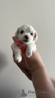 Additional photos: Maltese purebred puppies