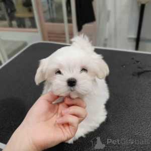 Photo №3. Deze charmante Maltezer pups. Belgium