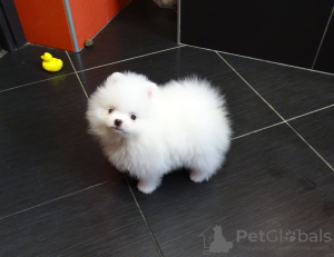 Photo №1. pomeranian - for sale in the city of Sofia | negotiated | Announcement № 31986