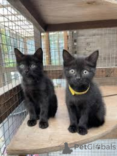 Photo №1. bombay cat - for sale in the city of Paris | 516$ | Announcement № 165512