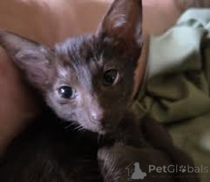 Photo №3. Oriental Lyhytkarvaiset kissanpennut adoptioon. Finland