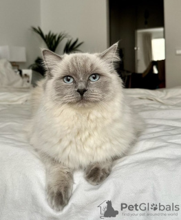 Photo №2 to announcement № 101792 for the sale of ragdoll - buy in Germany private announcement, breeder