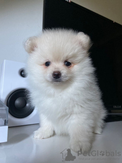 Photo №1. pomeranian - for sale in the city of Julianadorp | 423$ | Announcement № 111823