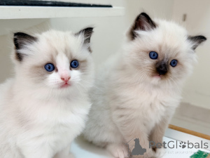 Photo №3. Ragdoll Kittens for Sale Purebred Affectionate Ragdoll Babies with Stunning Blue. Sweden