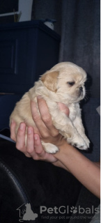 Photo №4. I will sell pekingese in the city of New Orleans. private announcement - price - negotiated