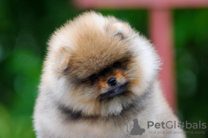 Additional photos: Pomeranian FCI / Pedigree