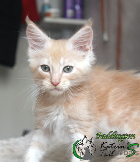 Photo №4. I will sell maine coon in the city of St. Petersburg. private announcement, from nursery, breeder - price - 521$