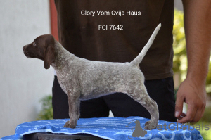 Photo №1. german shorthaired pointer - for sale in the city of Belgrade | 520$ | Announcement № 23959