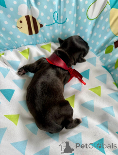 Photo №3. A pedigree puppy with a fairytale coat after the ZKWP/FCI champion. Poland