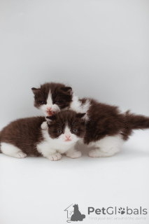 Photo №3. Munchkin Persian kitten. Germany