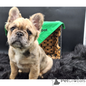Photo №3. French Bulldog Female 14 weeks old Ready to go home. Germany