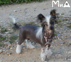 Photo №1. chinese crested dog - for sale in the city of Munich | 634$ | Announcement № 105206