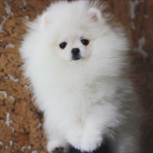 Photo №2 to announcement № 1538 for the sale of pomeranian - buy in Russian Federation breeder
