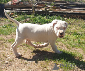 Additional photos: Dogo Argentino puppies