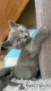 Photo №3. Russian Blue. Germany