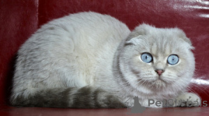 Photo №1. scottish fold - for sale in the city of Dnipro | 700$ | Announcement № 6093