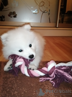 Photo №2 to announcement № 20220 for the sale of japanese spitz - buy in Poland breeder