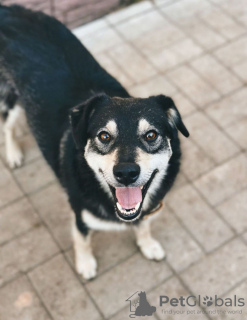 Additional photos: Smiling dog Masyanya is looking for a home!