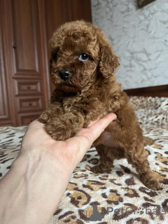 Photo №2 to announcement № 158131 for the sale of poodle (toy) - buy in Ukraine private announcement, from nursery, breeder